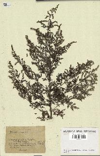 spécimen de Artemisia annua