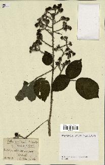 spécimen de Rubus uncinatus