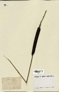spécimen de Typha latifolia
