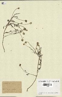spécimen de Anthemis arvensis