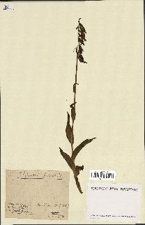 spécimen de Epipactis palustris