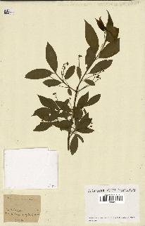 spécimen de Euonymus europaeus