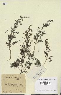 spécimen de Artemisia annua