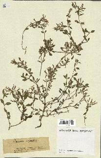 spécimen de Saponaria ocymoides