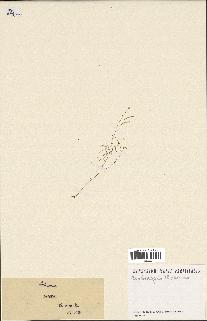 spécimen de Arabidopsis thaliana