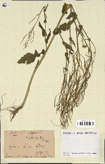 spécimen de Brassica napus