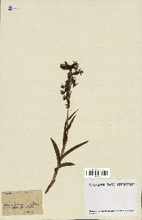 spécimen de Epipactis palustris