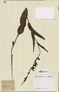 spécimen de Epipactis palustris