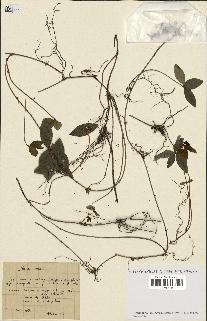 spécimen de Vinca minor