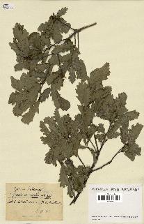 spécimen de Quercus pubescens