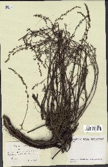 spécimen de Artemisia maritima