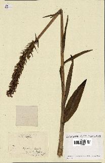 spécimen de Orchis latifolia