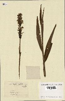 spécimen de Orchis latifolia