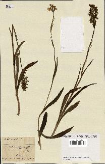 spécimen de Orchis maculata
