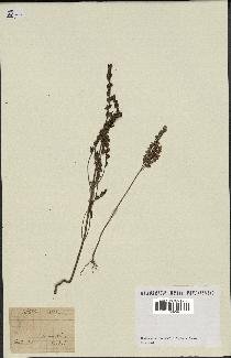 spécimen de Odontites vernus