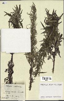 spécimen de Artemisia verlotiorum