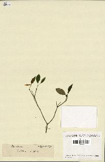 spécimen de Euonymus europaeus