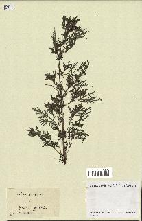 spécimen de Artemisia annua