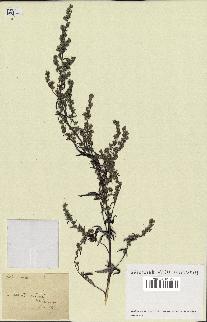 spécimen de Artemisia selengensis