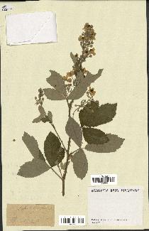 spécimen de Rubus tomentosus