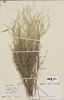 spécimen de Stipa pennata