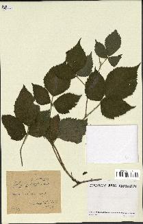 spécimen de Rubus silvaticus