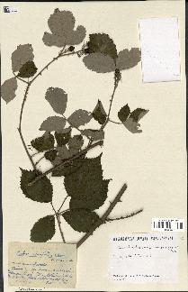 spécimen de Rubus ulmifolius