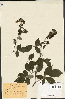 spécimen de Rubus ulmifolius