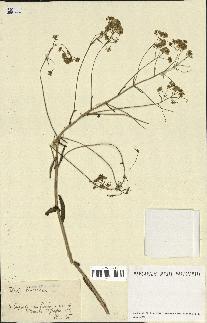 spécimen de Isatis tinctoria