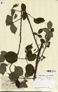 spécimen de Rubus macrophyllus