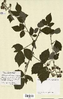 spécimen de Rubus macrophyllus