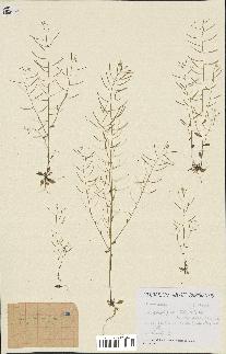 spécimen de Arabidopsis thaliana