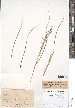 spécimen de Panicum virgatum