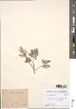 spécimen de Artemisia absinthium