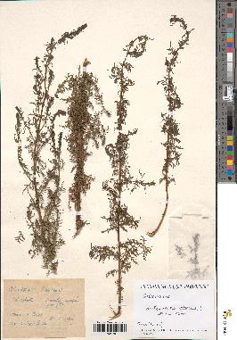 spécimen de Artemisia annua