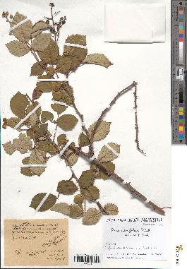 spécimen de Rubus ulmifolius