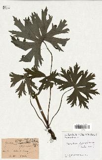 spécimen de Aconitum lycoctonum