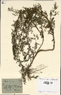 spécimen de Artemisia annua