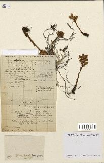 spécimen de Thymus serpyllum