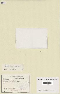 spécimen de Callitriche palustris