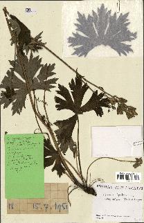 spécimen de Aconitum lycoctonum
