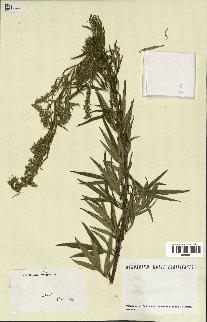 spécimen de Artemisia verlotiorum