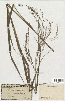 spécimen de Panicum virgatum