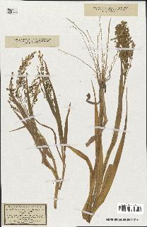 spécimen de Panicum miliaceum