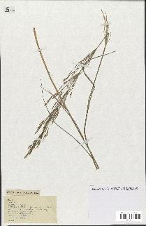 spécimen de Oryzopsis miliacea