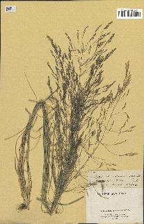 spécimen de Oryzopsis miliacea