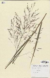 spécimen de Panicum virgatum