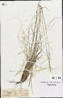 spécimen de Stipa pennata