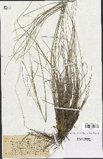 spécimen de Stipa pennata