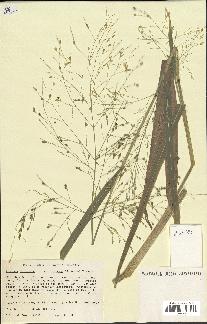 spécimen de Panicum miliaceum